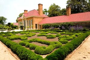 Boxwoods in front of the greenhouse at Mount Vernon.