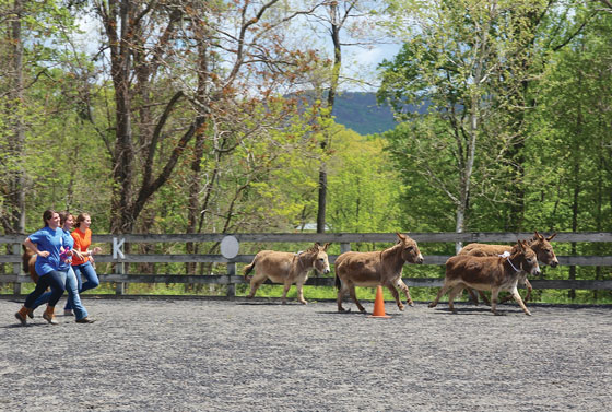 CART volunteers, mainly from U.Va.’s Madison House, which organizes students for community service projects, took off running after a posse of donkeys at the start of donkey obstacle course event. Volunteers were supposed to get a donkey to walk around a barrel just once. The donkeys nimbly scampered away and defied being caught until the volunteers decided that only open-handed diplomacy was likely to get the donkeys’ trust. Even then, the donkeys stayed in charge and CART director Sarah Daly herself could hardly manage to persuade a donkey to go in the direction she wanted it to.